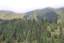 Bosques de abetos en las laderas