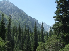 Abetos, vegetación densa y alta montaña