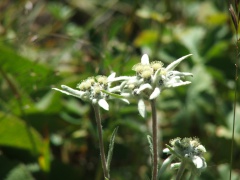 Flor de Edelweiss crece en Ala-Archa