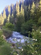 Río y bosque de abetos