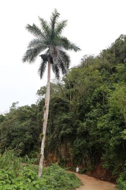 Camino a la cascada