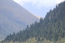 Densos bosques de abetos en las laderas